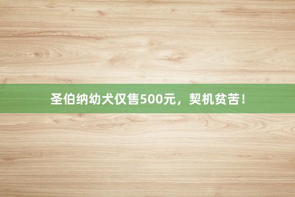 圣伯纳幼犬仅售500元，契机贫苦！